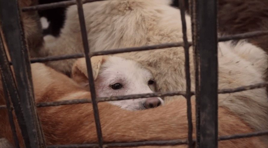 犬はペットではなく食べ物！？中国の「犬肉食」文化を取材！！