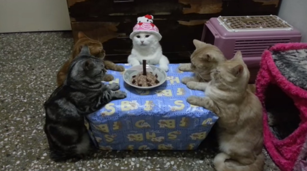 猫のために誕生会を開いたものの、怪しい儀式にしか見えないと話題にwwwwwwwwwww