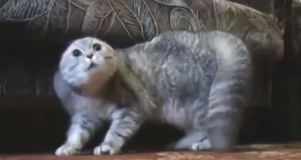 【爆笑】ヘヴィメタを歌う風の猫動画がヤバイｗｗｗｗｗｗｗｗ