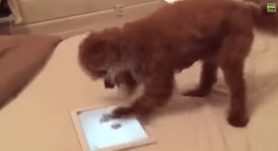 【爆笑】iPadゲームに夢中な犬、高橋名人を超える超速連打テクを見せる！！