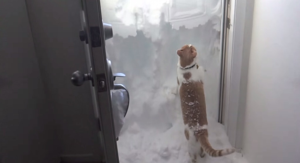 玄関を開けたら雪で埋まっていた！猫「掘るにゃん！！！」