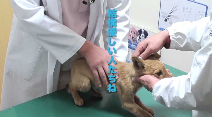 殺処分寸前だった犬「ゆめのすけ」が立派な災害救助犬になるまで。広島の土砂災害では行方不明だった男性を発見！！