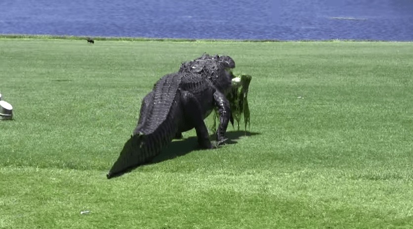 【フロリダ】巨大ワニが平然と散歩するゴルフコースが話題に！！