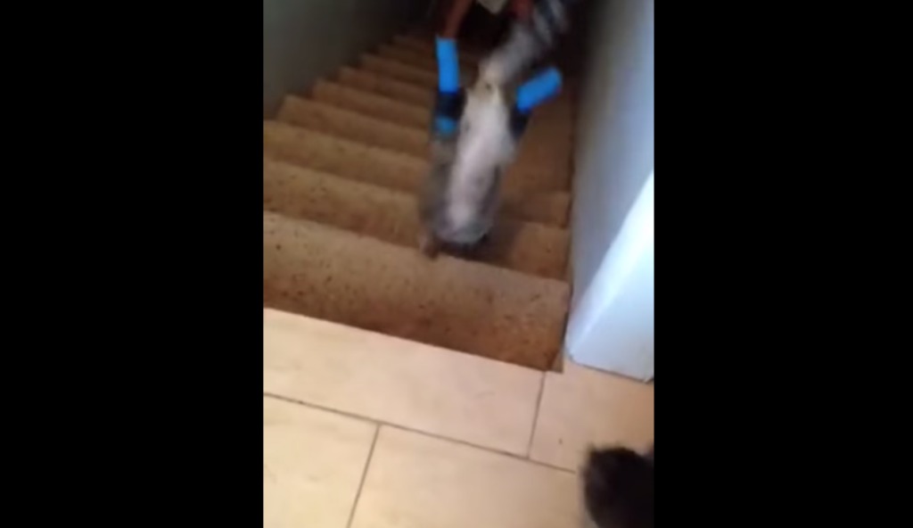 安楽死を免れた義足の猫。そんな猫が編み出した「階段を降りる方法」に驚き＆感動！！
