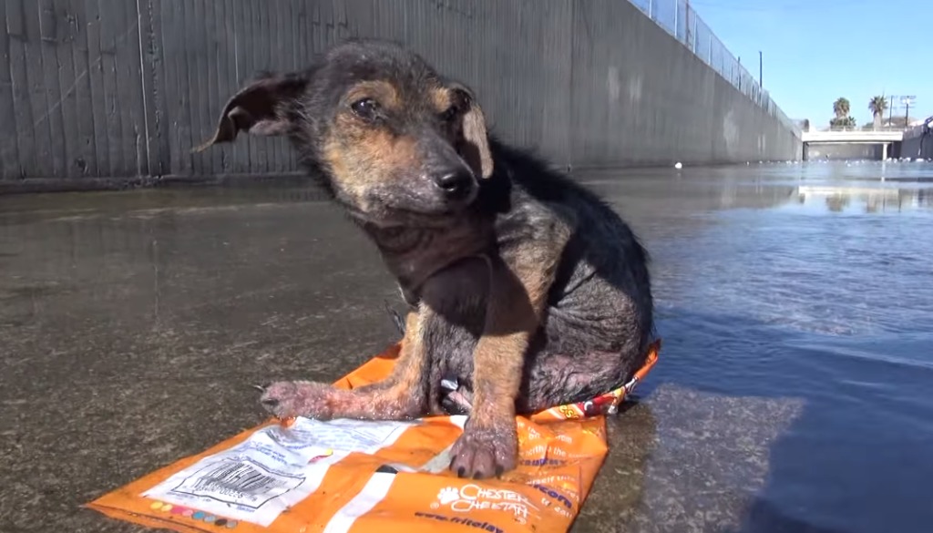 【感動】片足を失い水路で衰弱していた子犬。元気を取り戻すまでの感動の記録映像！！