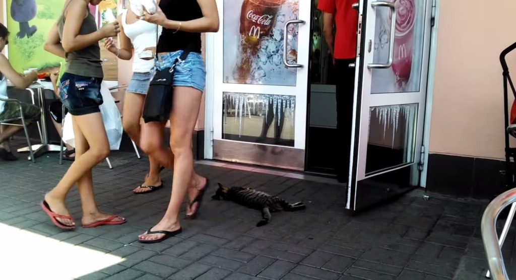 人通りの激しい店の前で猫がぐったりしてるが、、？一体なぜだかわかる？！