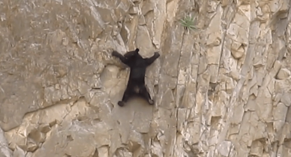 一体なぜ？！危険な岩壁を命がけでロッククライミングする熊の母子！！