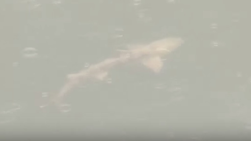 不思議な光景。。城のお堀を泳ぐサメを観光客が発見！！