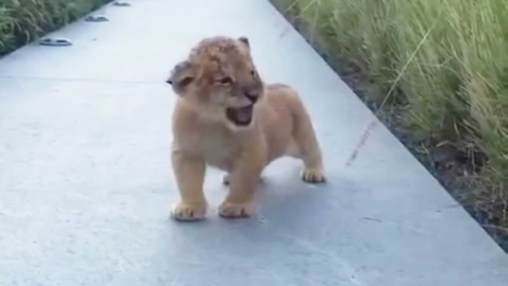 「がおがお」ライオンの赤ちゃんが吠える練習をしている様子が超可愛い！！