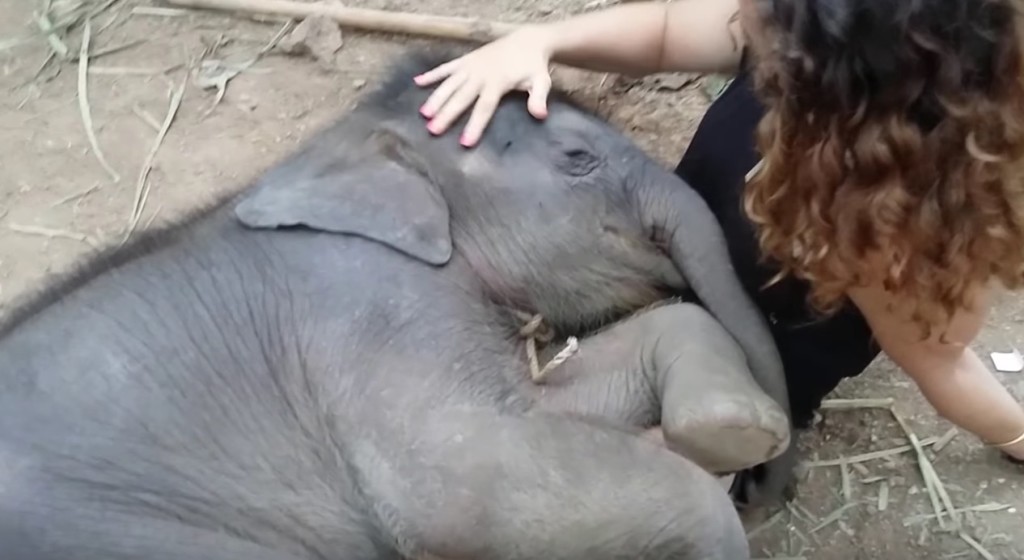 産まれて3週間の赤ちゃん象が、お姉さんに膝枕してもらって気持ちよさそう。だけどこの子、とても困っています。
