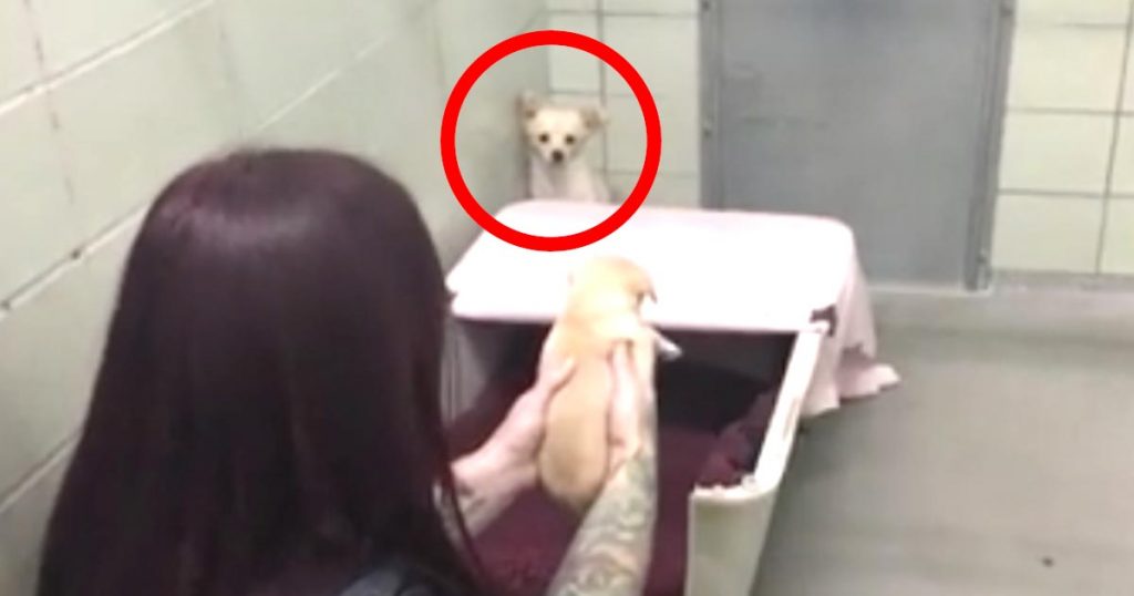 人間を信用できず攻撃的だった一匹の犬。しかし、彼女の子犬に会わせた瞬間奇跡が起こった！！