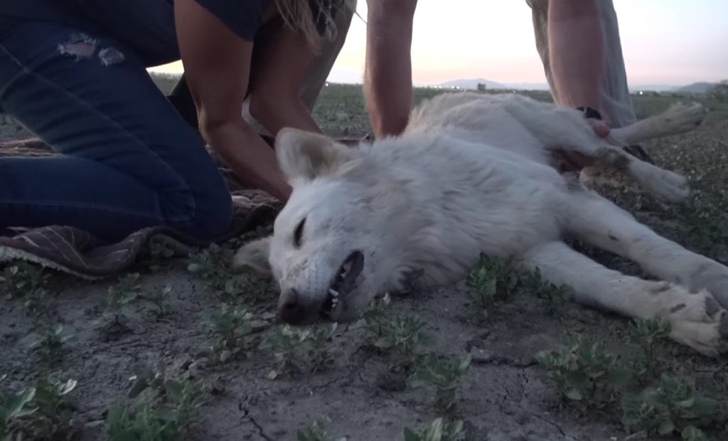砂漠に捨てられ、泥水を飲み瀕死だった犬。保護され幸せになった姿に涙！！