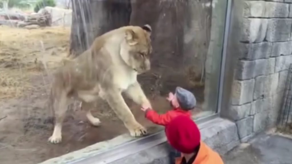 ガラス越しにライオンに挨拶する赤ちゃん。ライオンの反応が、、