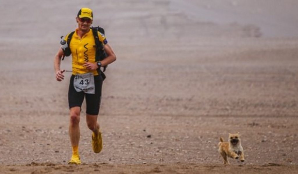 250kmの過酷な砂漠のマラソン中、1人のランナーの後をずっとついてきた野良の子犬。最後はランナーの家にゴール！！