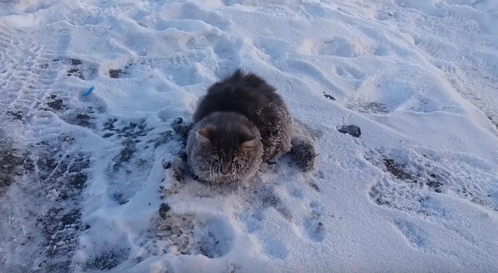 凍った路面に肉球が張り付き、凍結しかけていた猫。発見したカップルがある方法で救出！