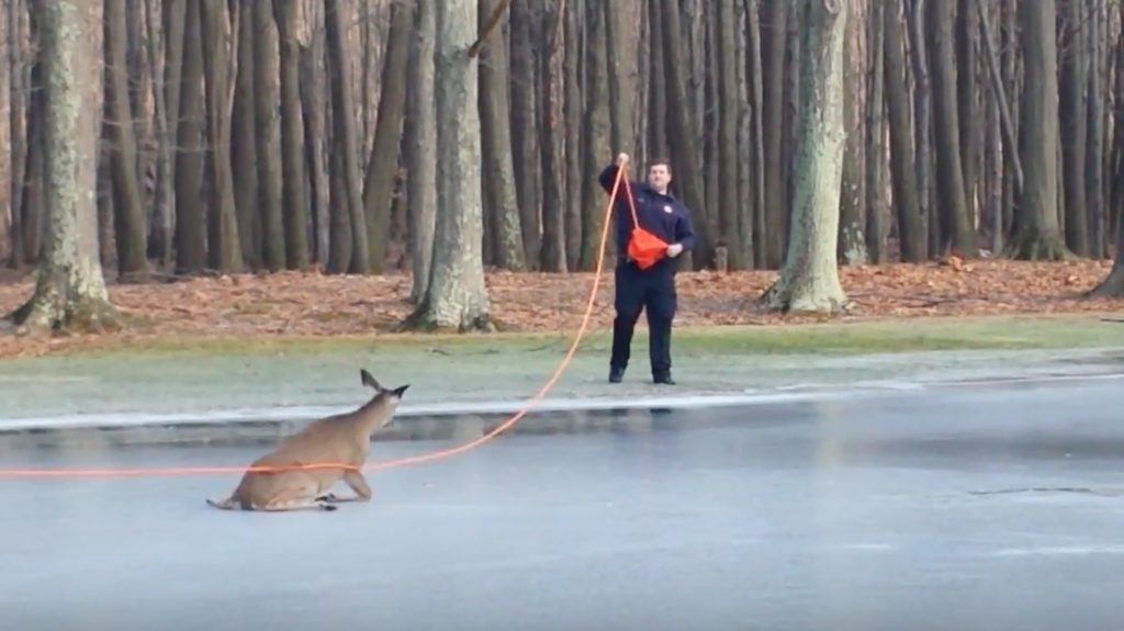 思いもよらない展開に感動！氷の上で動けなくなった鹿を消防士が救出すると、、