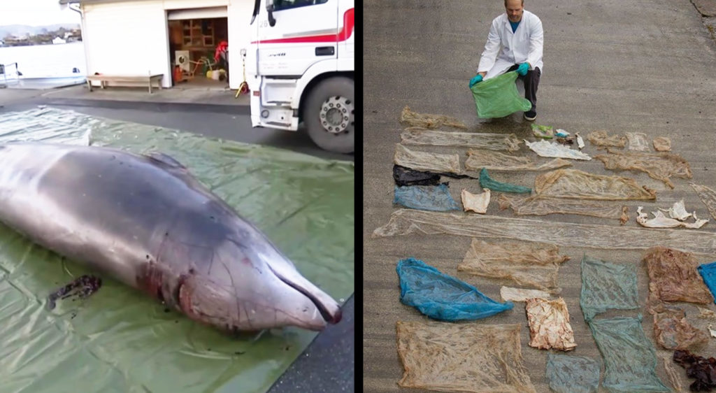 死んだクジラの胃の中から大量のビニール袋が、、深刻な海洋汚染の現実