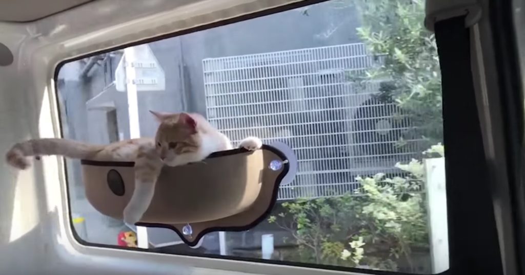 快適にゃん！「猫ホルダー」で快適ドライブを満喫する猫さん