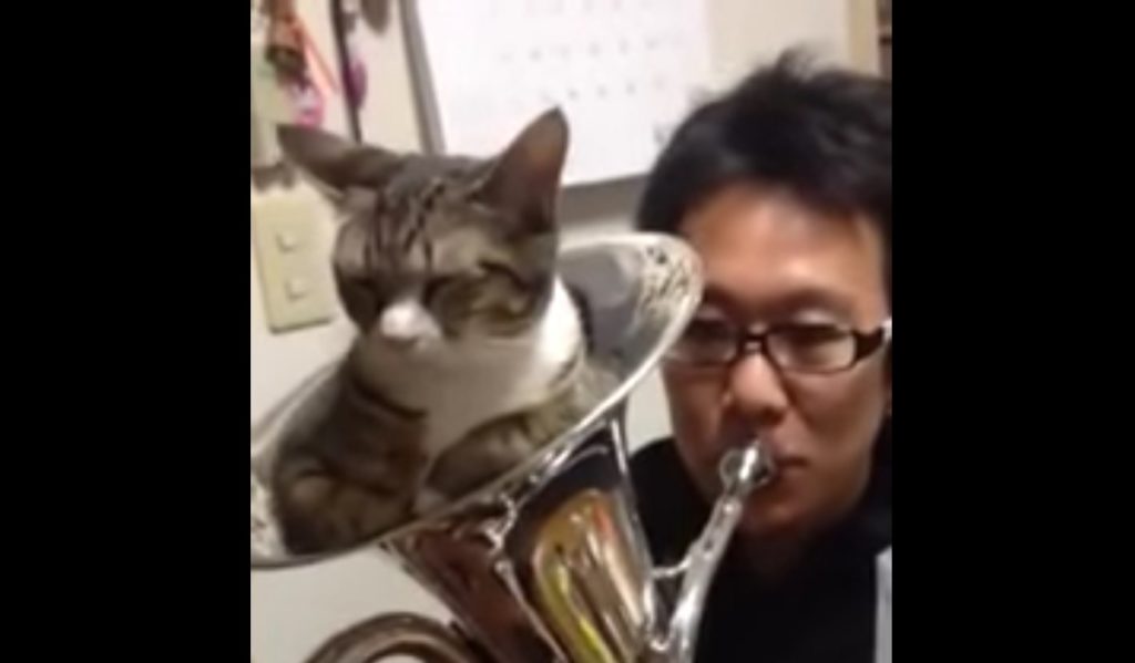 金管楽器にすっぽりとはまった猫。吹くと、とてもカワイイ反応をしてくれた笑