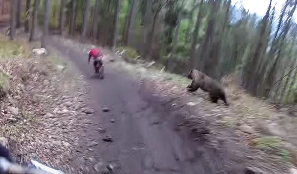 山の中を自転車で走行中、巨大な熊に遭遇してしまった！