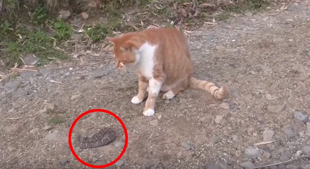 この猫凄い、、マムシを狩る猫。猫パンチの速さにびっくり
