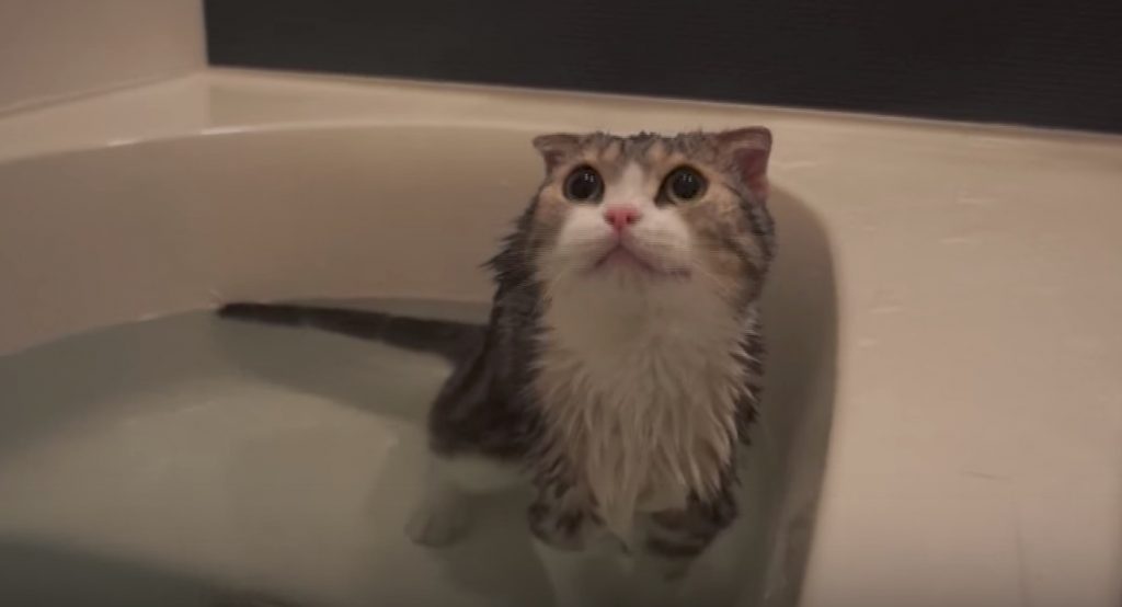 お湯が足りなくて不満げな猫。しかしお湯を足してあげたら大満足！