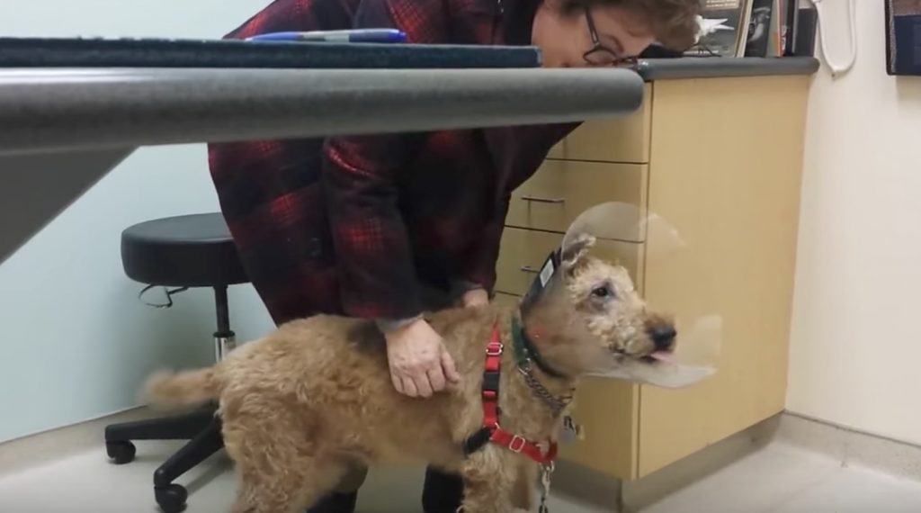 視力を失った犬が手術に成功し、家族と再開した瞬間の映像に涙
