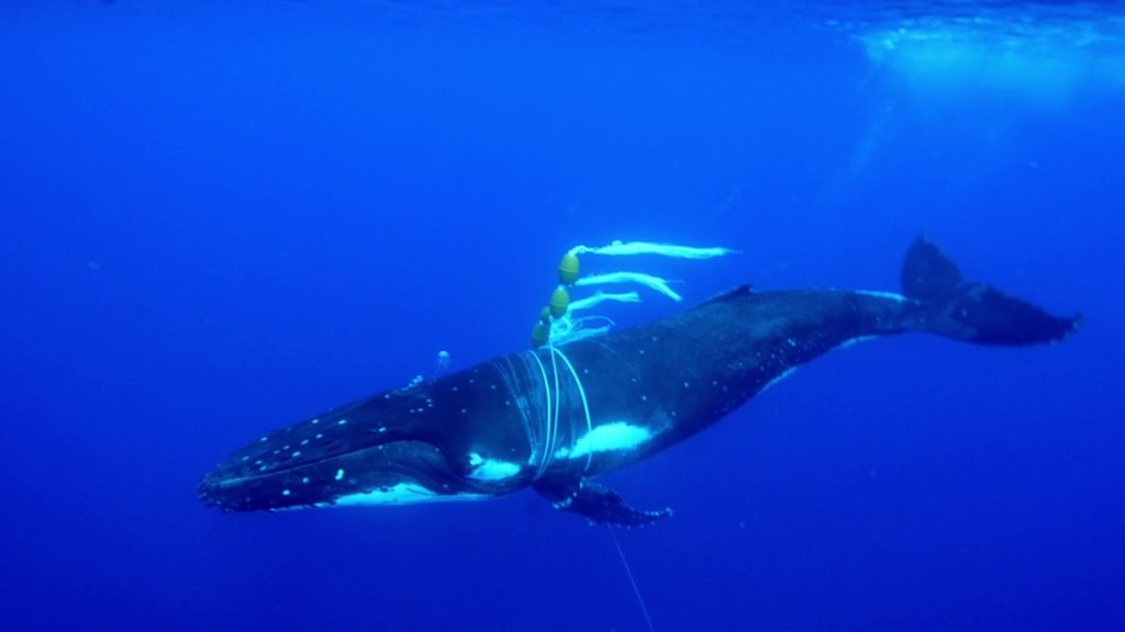 ザトウクジラの母子を発見。しかし、母クジラにはブイとアンカーが絡まっていた。。