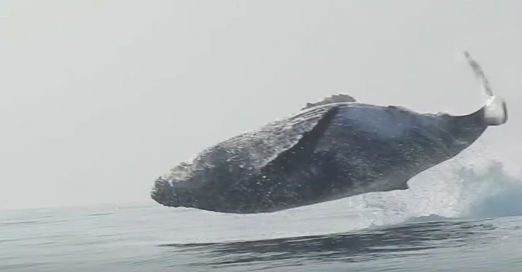 40トンの巨体が完全に空中に！クジラの非常に珍しい瞬間を収めた映像が話題に！