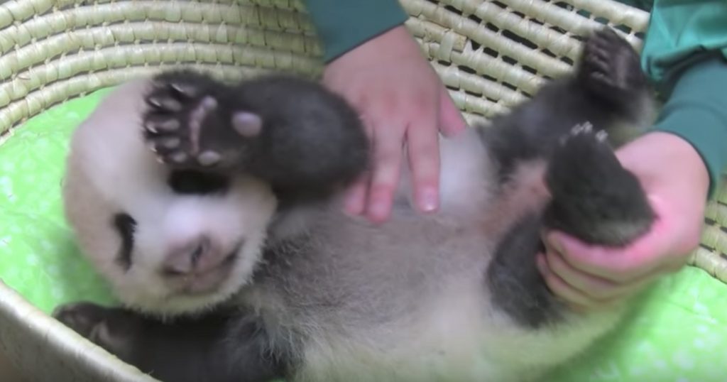 上野動物園の赤ちゃんパンダ。身体測定の様子が可愛すぎる笑