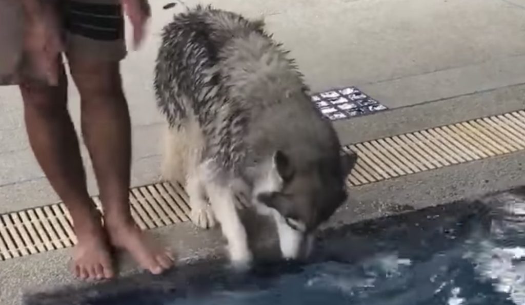水を怖がるハスキー犬。しかしその横で小型犬たちが余裕で飛び込むのを見て勇気付けられた！