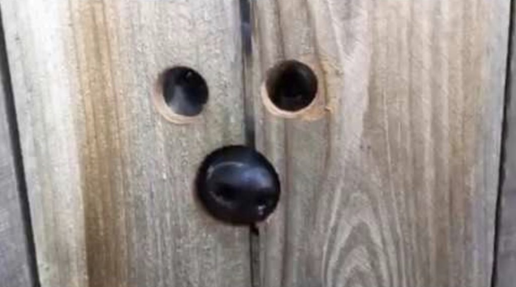 隣の家が気になる犬のために、専用の「のぞき穴」を作ってあげた隣人さん^ ^