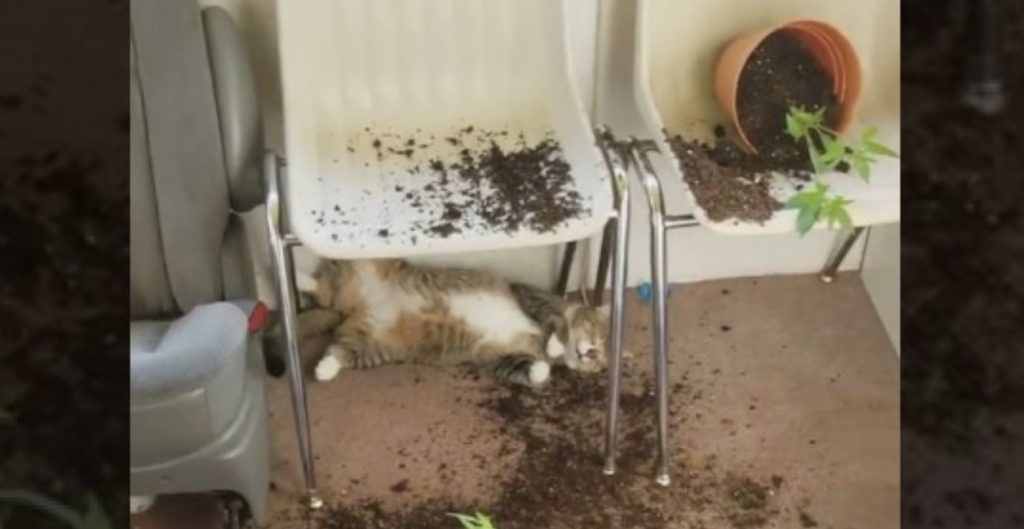 「いけない草」を食べてしまった猫、とてもリラックスした表情で発見される