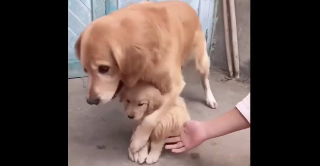 子犬を触らせてくれない過保護な母犬。子供をとても大切にしているのが分かる^ ^