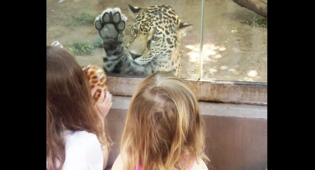 ジャガーと少女たちが交流する映像に癒される