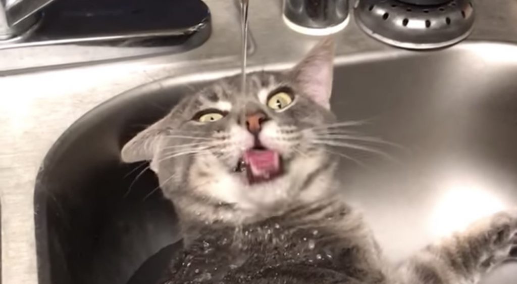 「これは楽だにゃー」新しい水の飲み方を発見した猫がかわいい笑