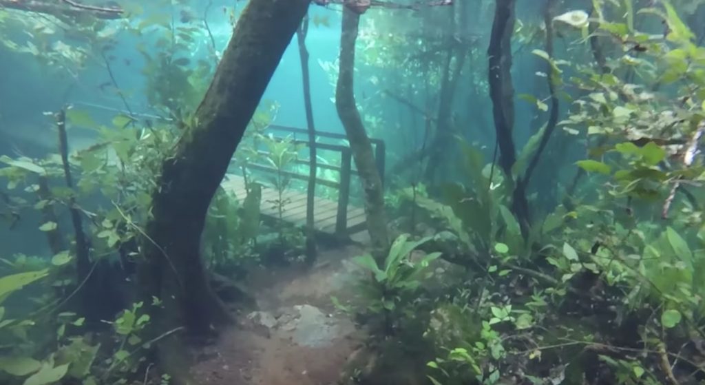 7年に一度「水中の森」が生まれる。ブラジルで撮られた神秘的な水中散歩映像！