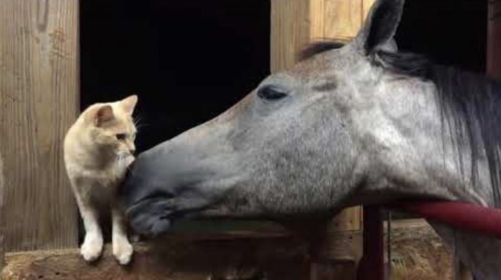 【爆笑】「これは気持ちいいにゃ」馬にペロペロされた猫、凄い体勢で満喫する笑
