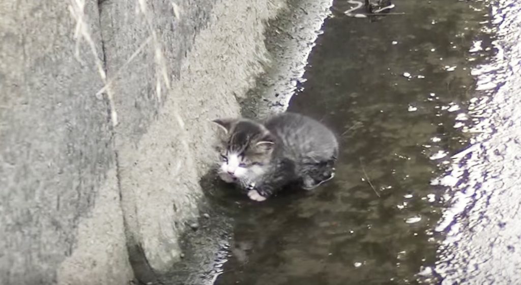 用水路に落ちた子猫を助けた9ヶ月後、再び用水路で見かけた光景に涙