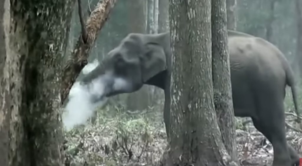 「象が喫煙？！」インドで撮影された映像に科学者たちもびっくり！