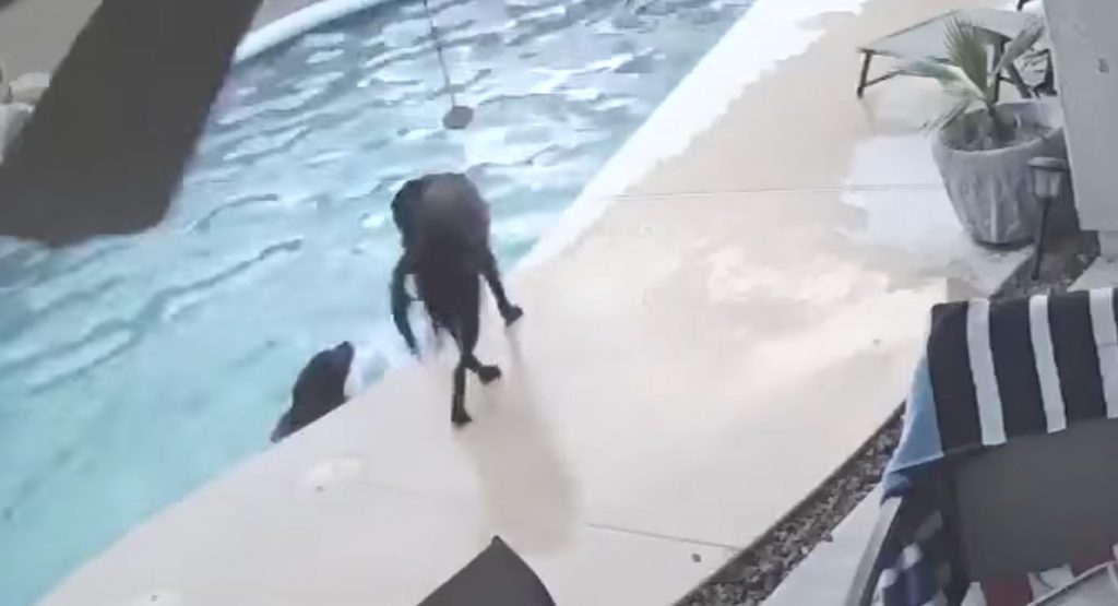 プールで溺れかけた犬、親友犬が飛び込み命を助ける姿が監視カメラに！二匹の絆に涙