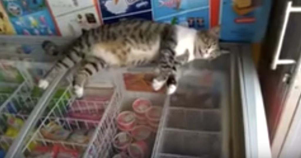 真夏に冷たいアイスケースの上で爆睡する猫。全く起きないので、そのままケースを開けてみた動画が面白い笑