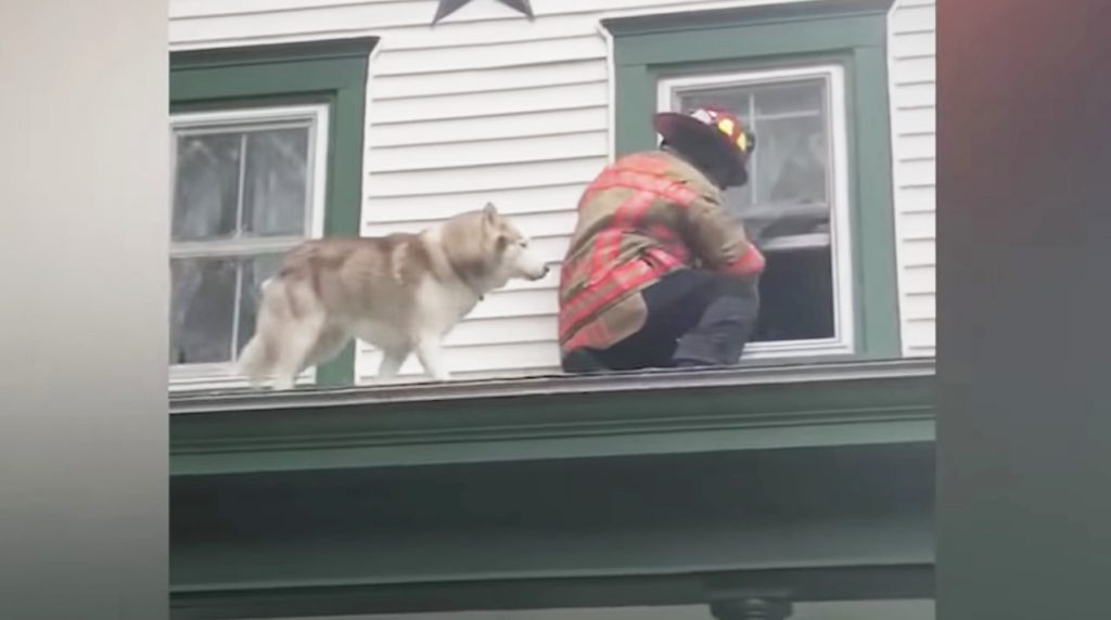 屋根から降りられなくなって混乱していた犬。消防士が助けに行くと、感謝の気持ちを伝えてきた！