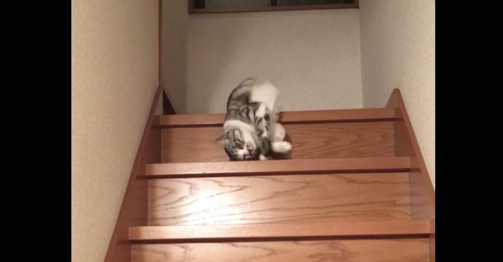 【爆笑】流動体のように階段を降りる猫。とんでもない降り方にツッコまずにはいられない笑