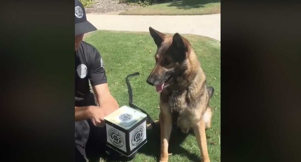 【爆笑】びっくり箱ドッキリを仕掛けられた警察犬の反応が予想外すぎ！さすが警察犬の反応^^
