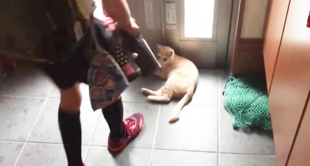 玄関に居座り登校を邪魔する猫。対する息子さんの対応が巧妙でおもしろい！最後の猫の表情にも爆笑