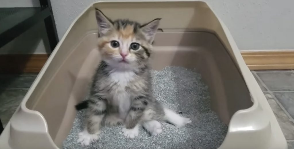 トイレで踏ん張りすぎて、変な体勢になってしまう子猫が可愛すぎて大人気！