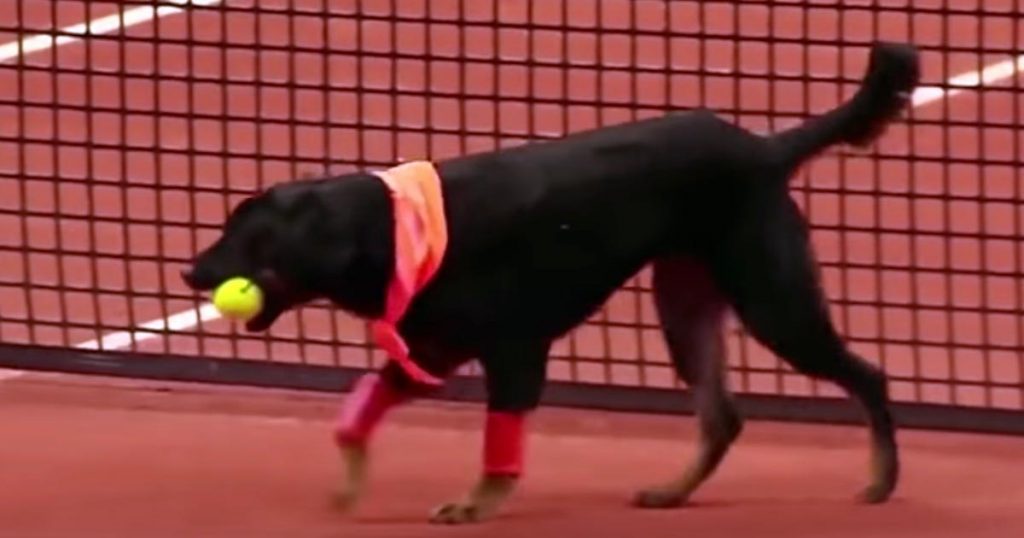 スラムから救助された犬たちは、ブラジル・オープンで「ボールドッグ」としての大役を与えられる！