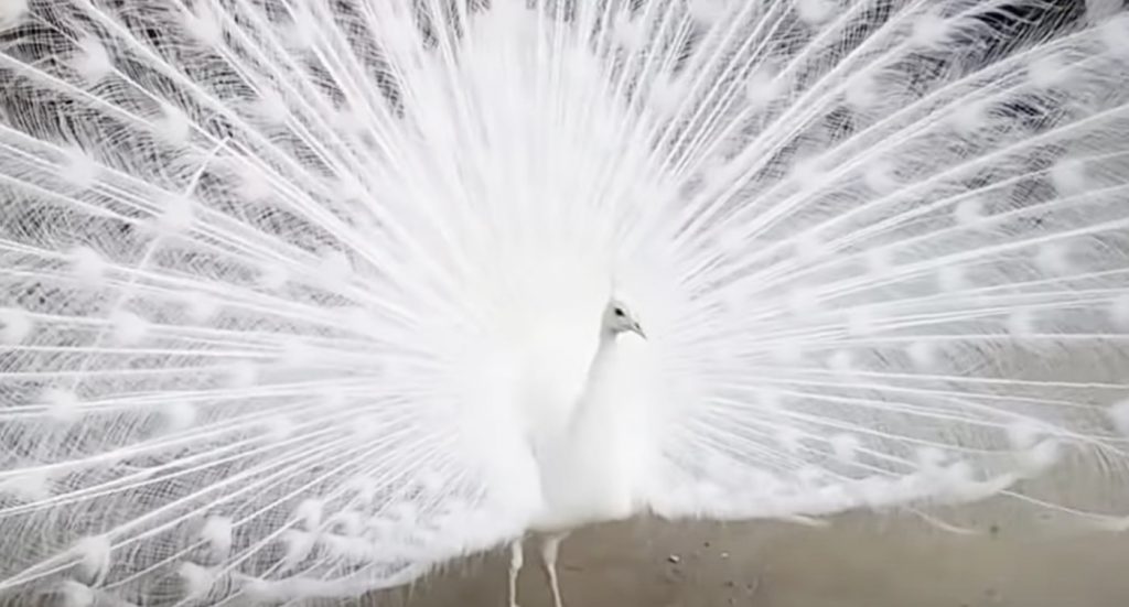 インド原産の「白クジャク」が羽を広げた姿が、まるで神の使いのような神々しさ！