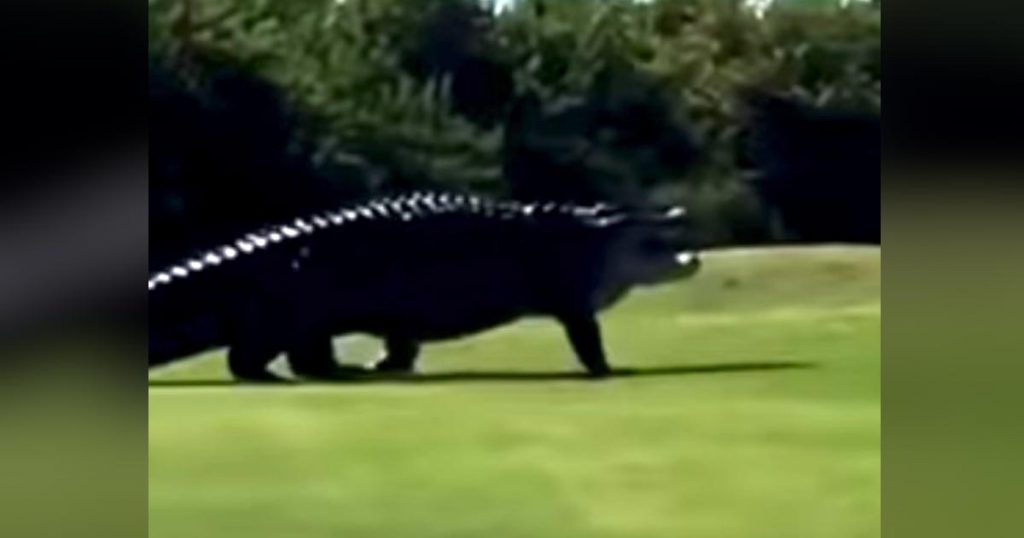 ゴルフ場に現れた規格外の大きさのワニが話題に！恐竜にしか見えない！